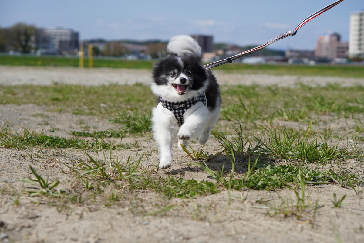 世界一可愛い愛犬の写真を撮影するためのテクニック 高速連写で「飛行犬」にもチャレンジ