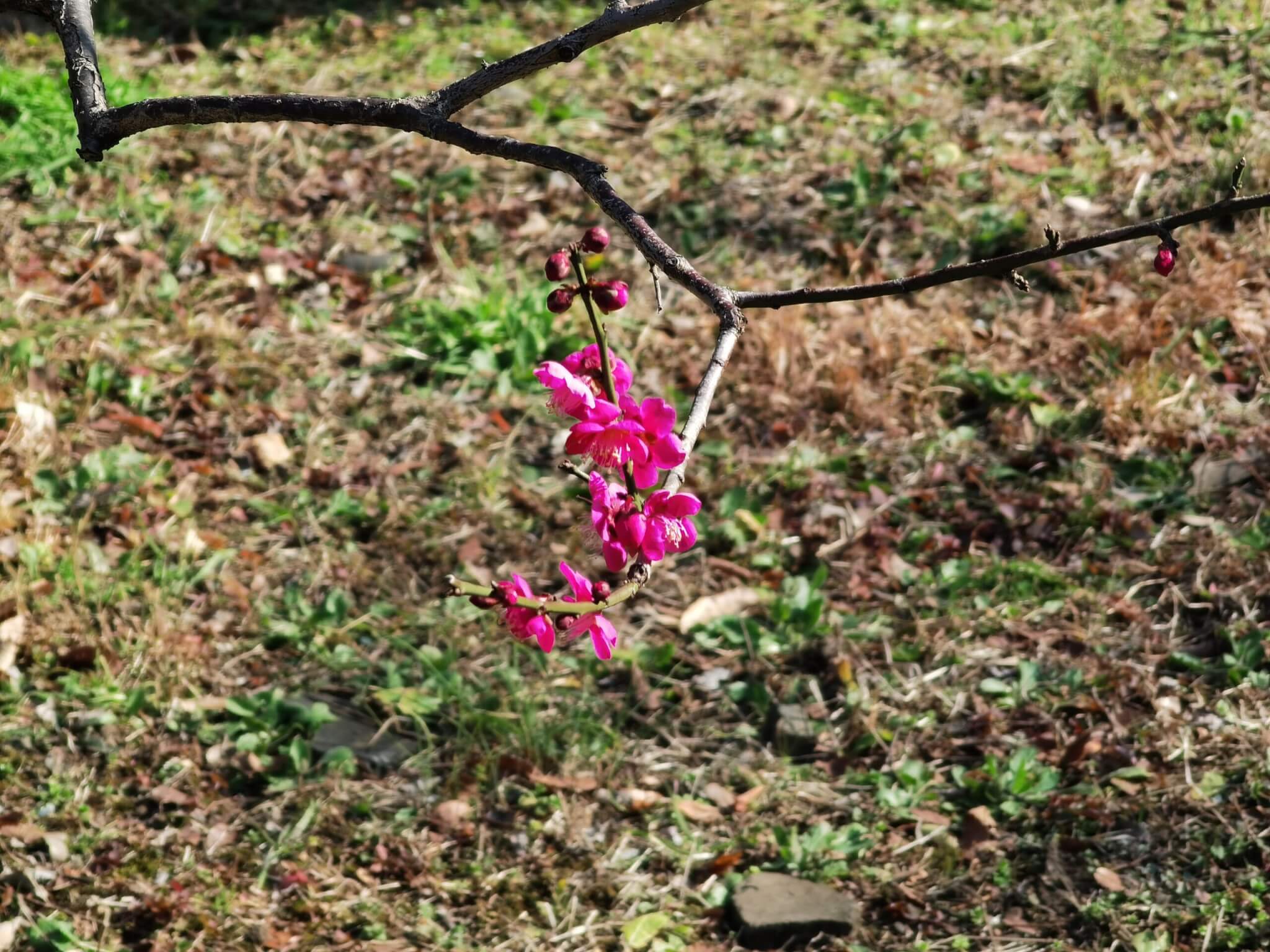 HUAWEI P40 Proの写真作例