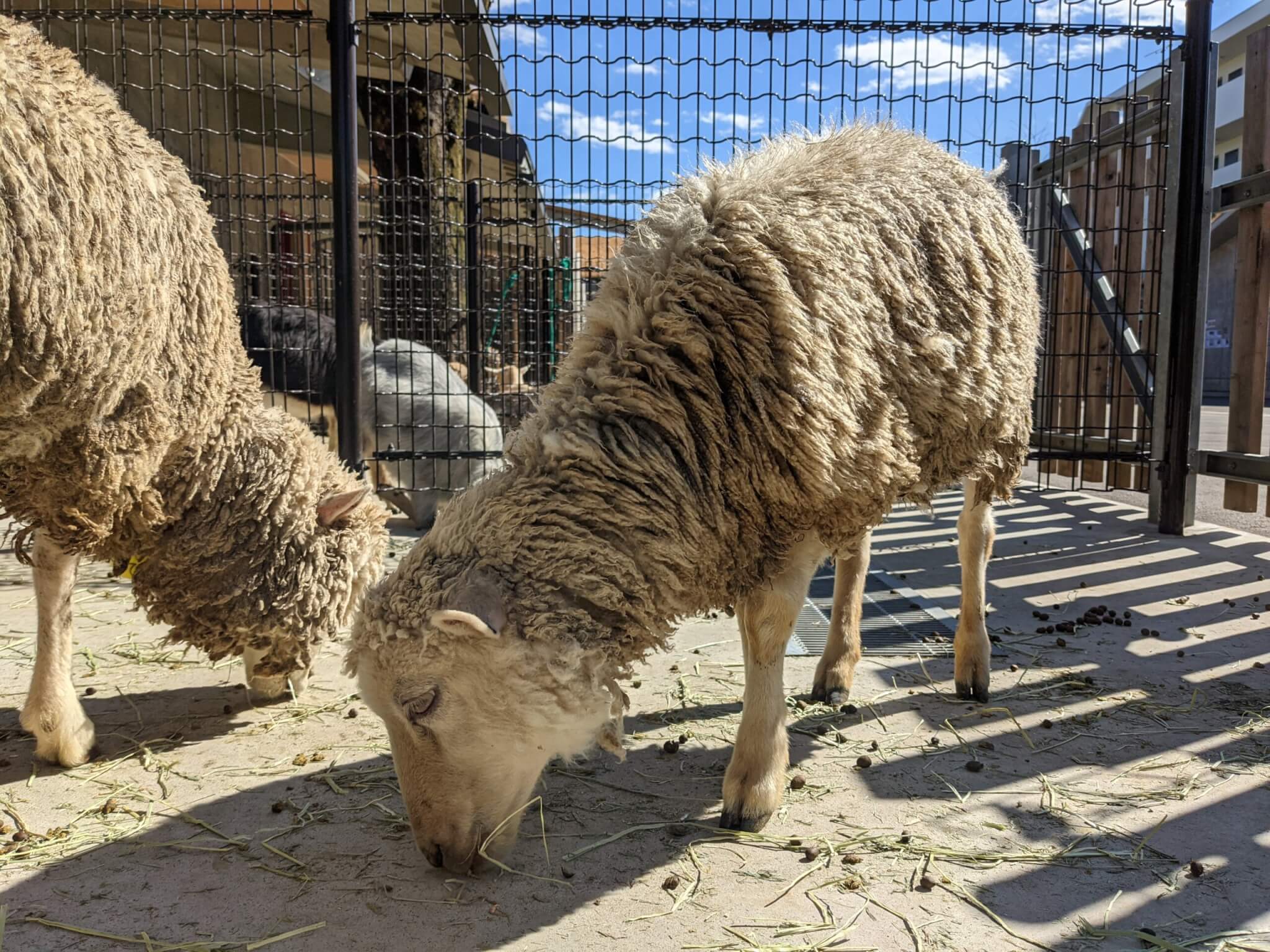 Google Pixel 5のカメラ撮影