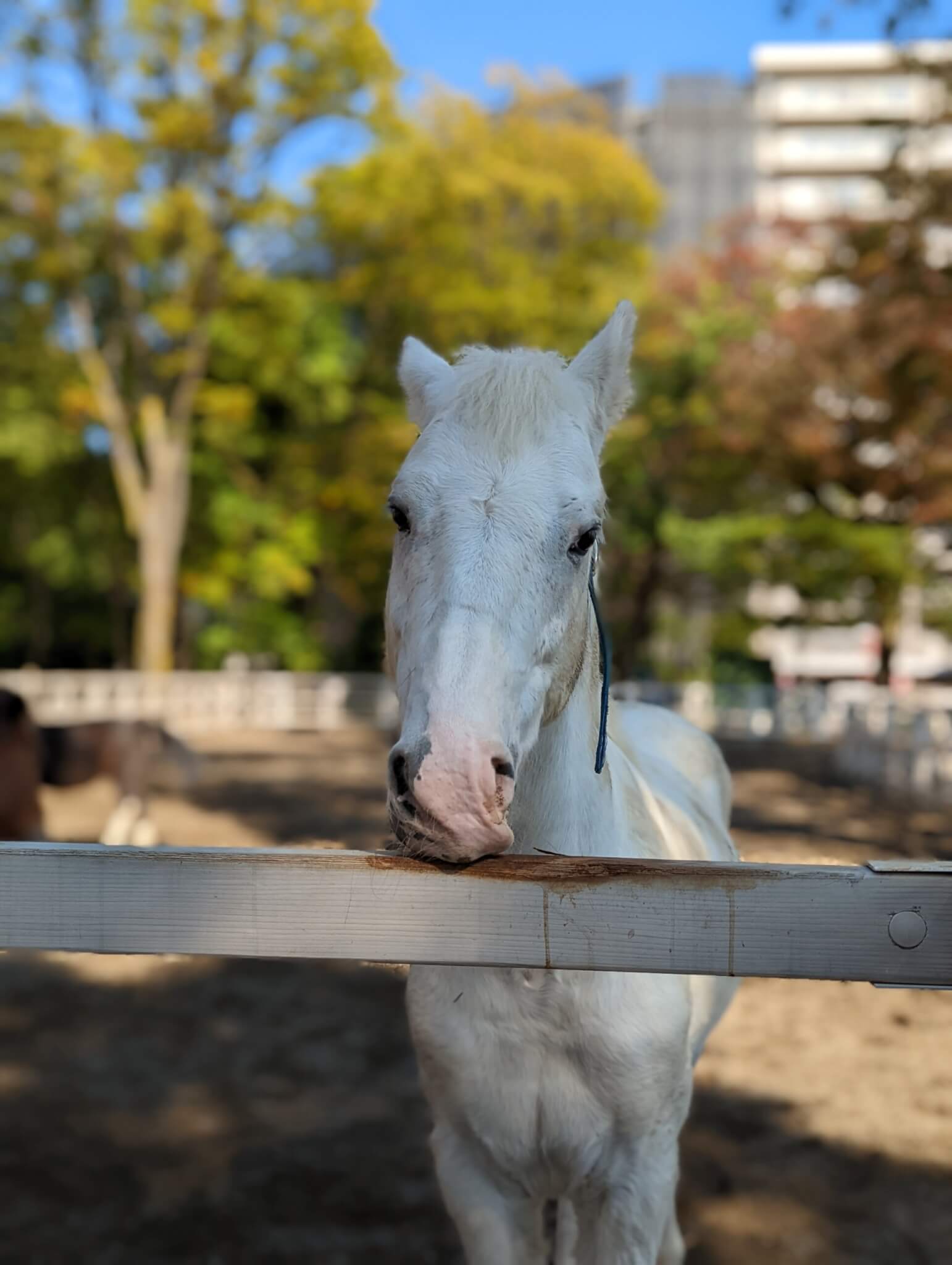 Pixel 6 Proの広角撮影ポートレート撮影