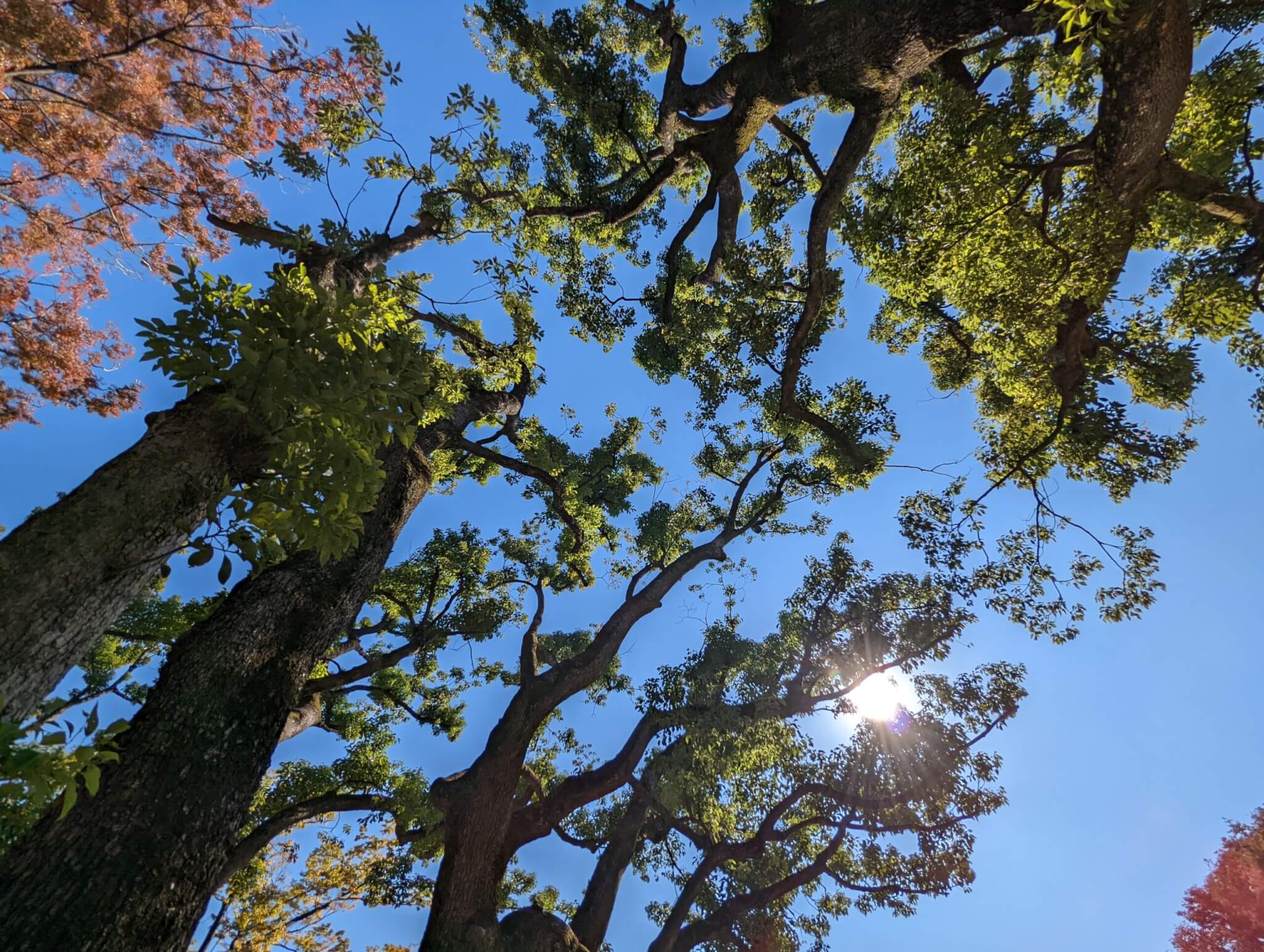 Pixel 6 Proの超広角撮影