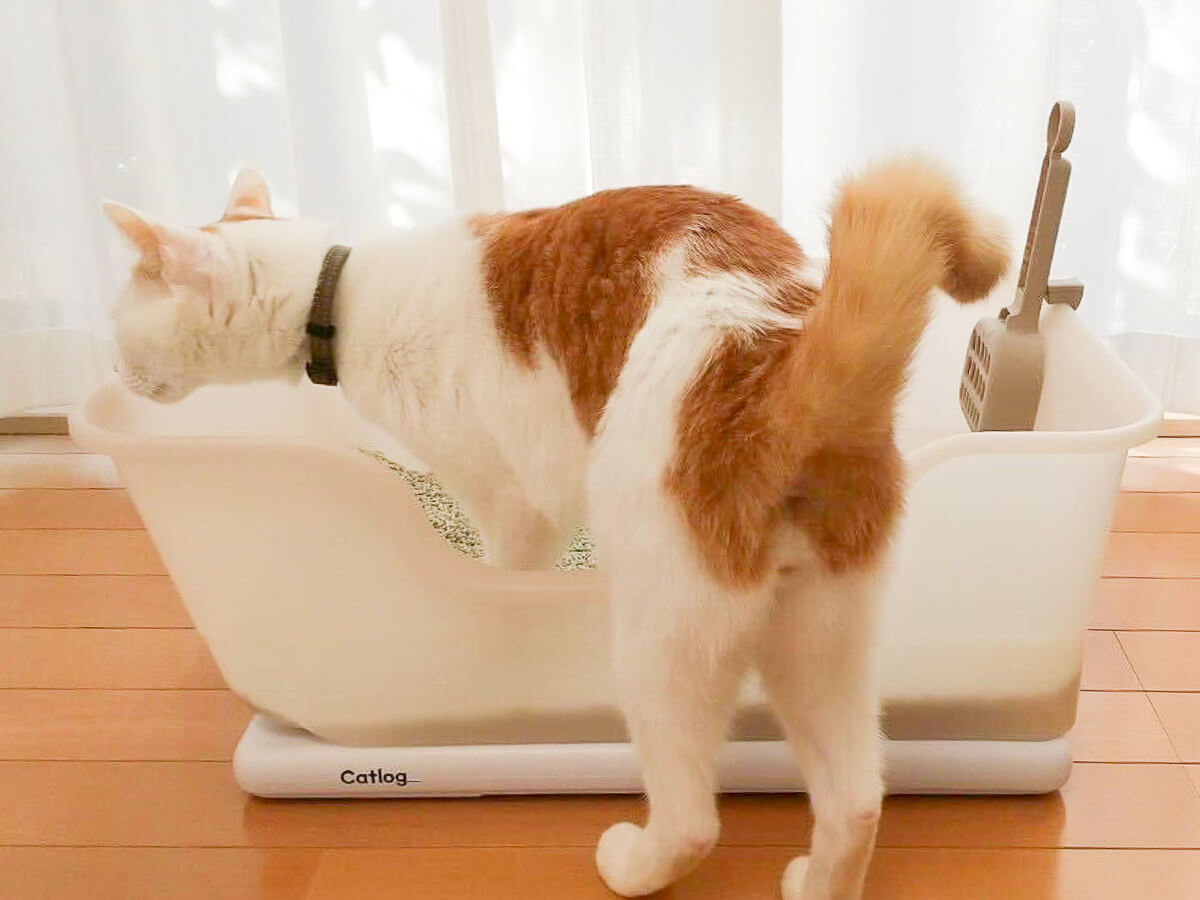 Catlog Board (キャトログ ボード)の設定と使い方  3. 各種情報を入力し、ボードをトイレの下に設置