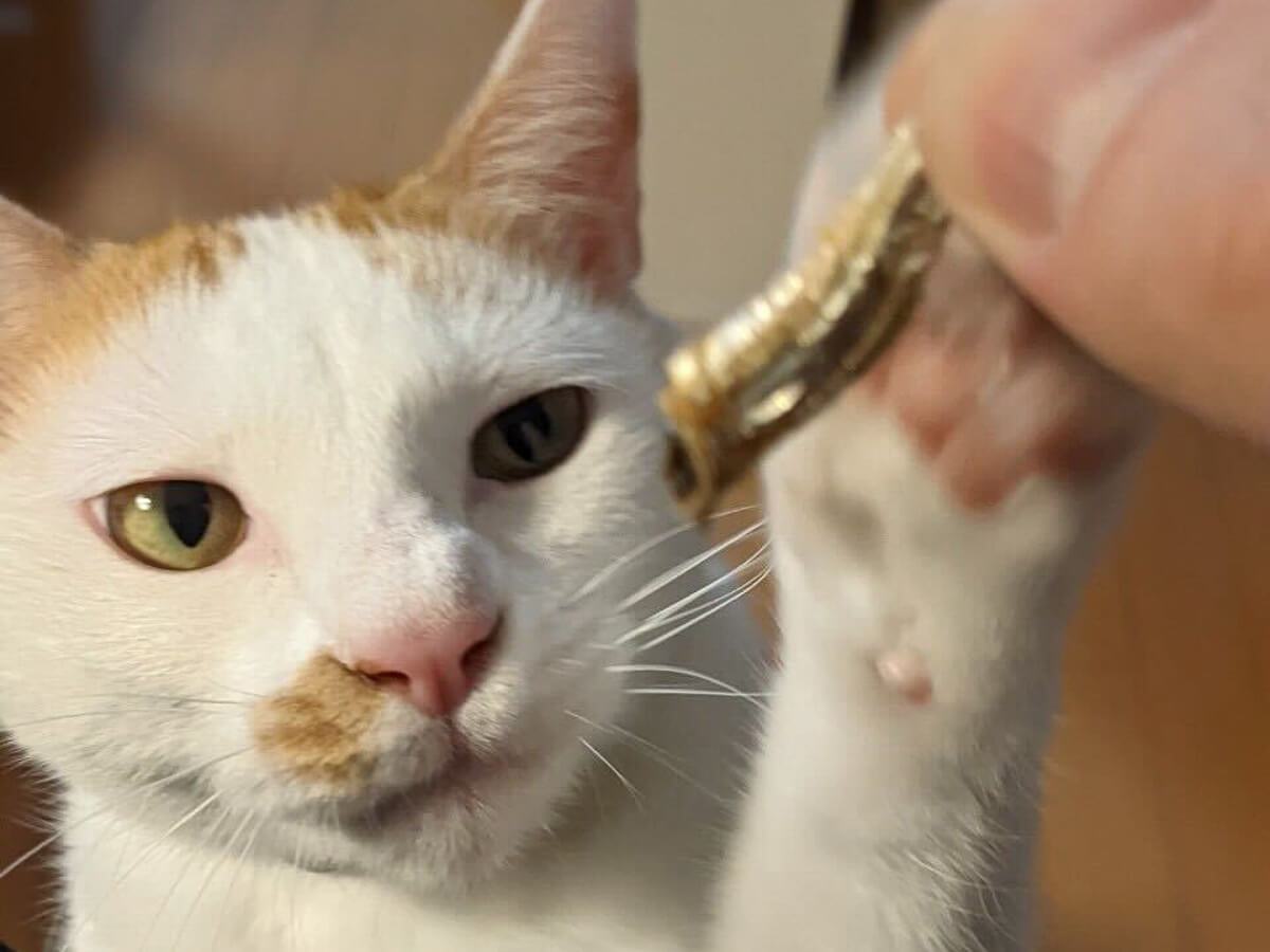 Catlog Boardを使ってみた感想 ○ 毎日体重測定してくれるので食事管理にも役立つ