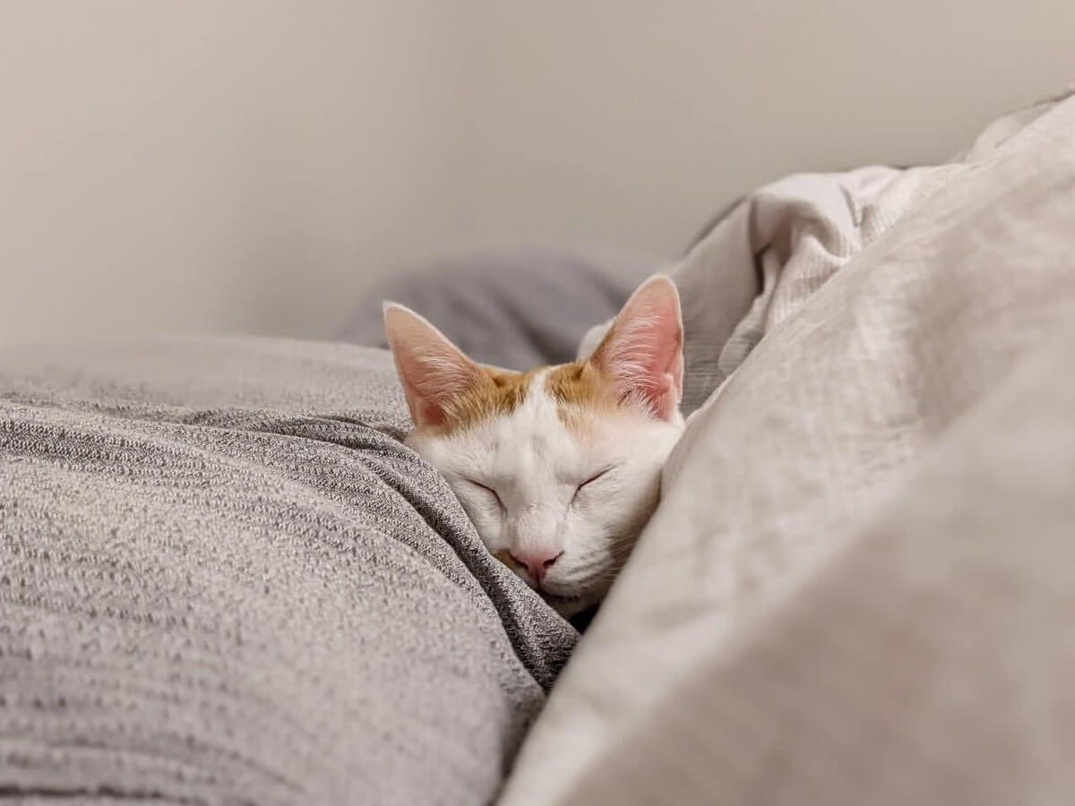 「Catlog Boardのある生活」を体験！猫様のおトイレ事情を見守ってみた マルタさんのトイレ待ち