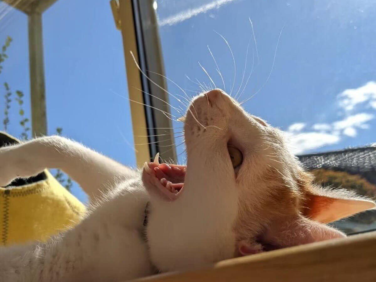 Catlog Boardを使ってみた感想