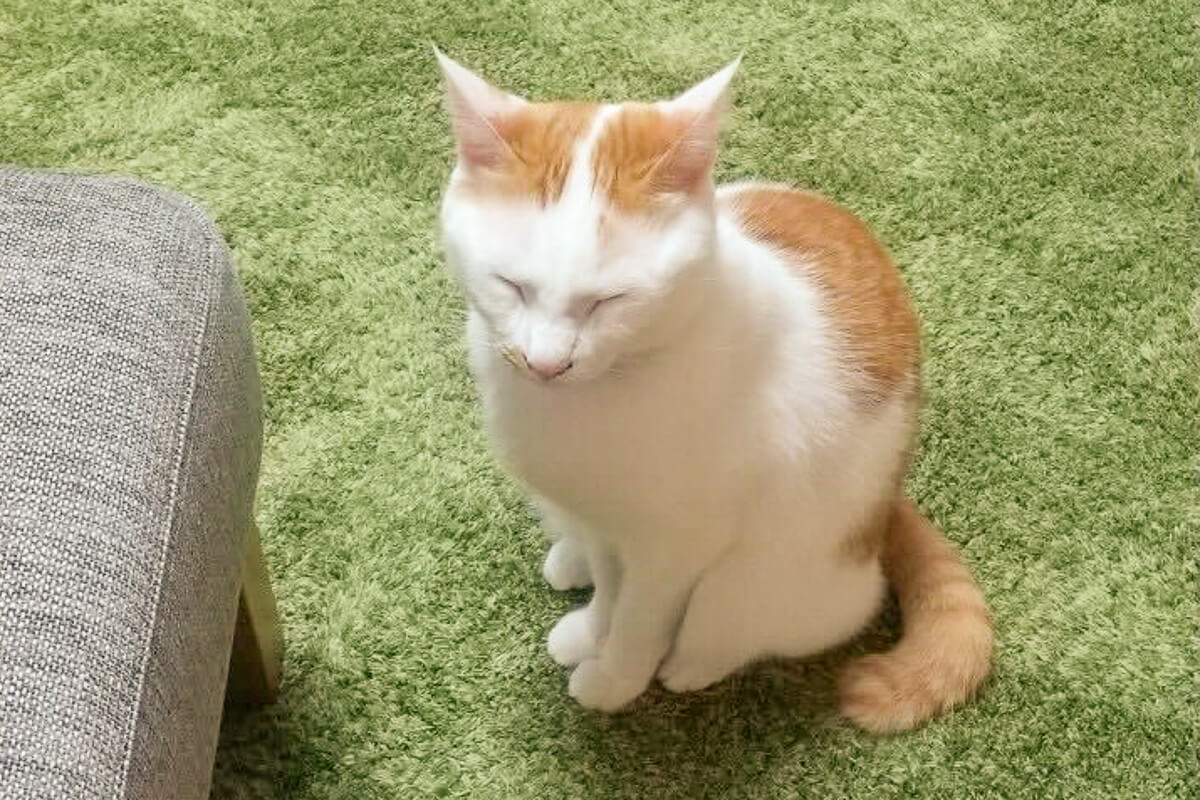 Catlog Boardを使ってみた感想 △ 家族みんなで見守れるが共同飼い主にはできないことも