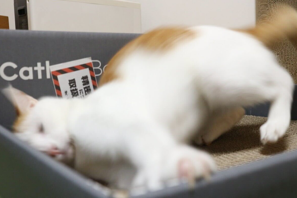 Catlog Boardを使ってみた感想 ○ 外箱が爪とぎになる嬉しい一工夫も
