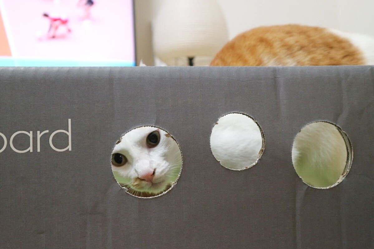 まとめ：Catlog Boardで猫様の健康を見守ろう