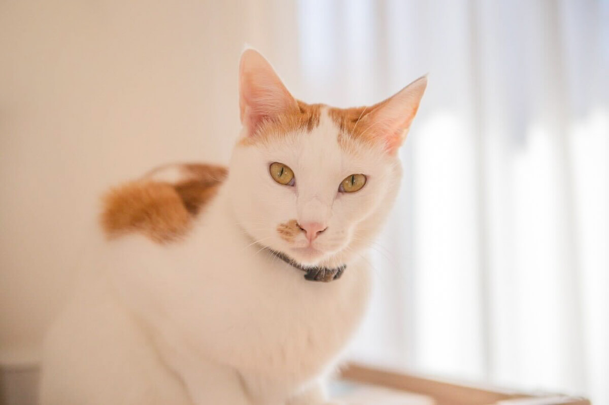「Catlog Boardのある生活」を体験！猫様のおトイレ事情を見守ってみた マルタさんのプロフィール