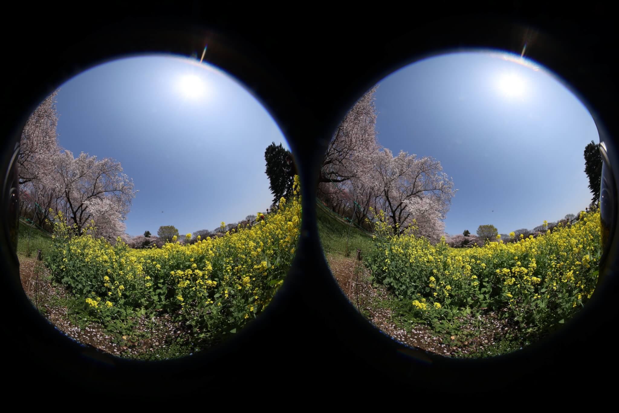 Canon RF5.2mm F2.8 L DUAL FISHEYE データを取り込んだ状態