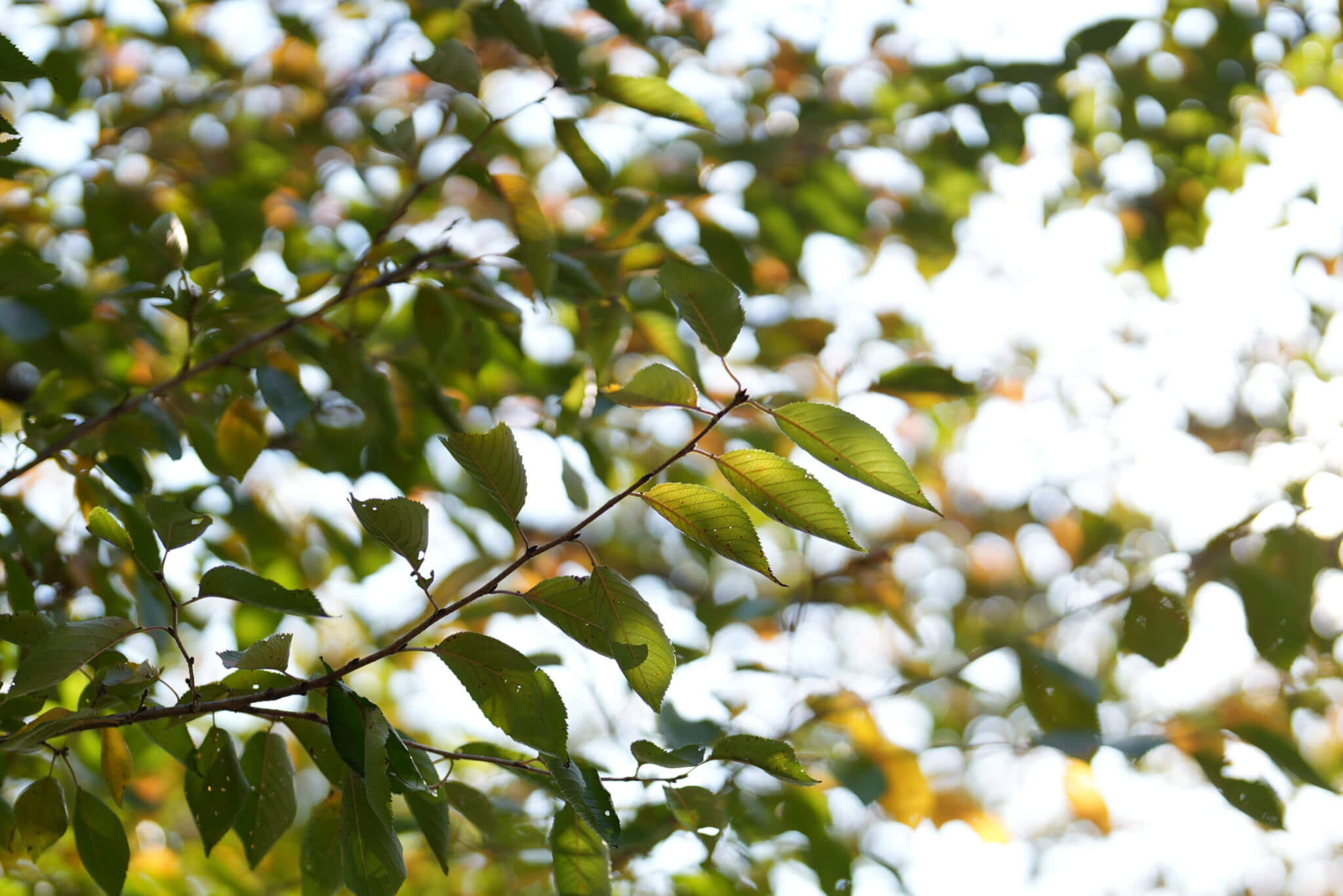 FE 50mm F1.2 GM