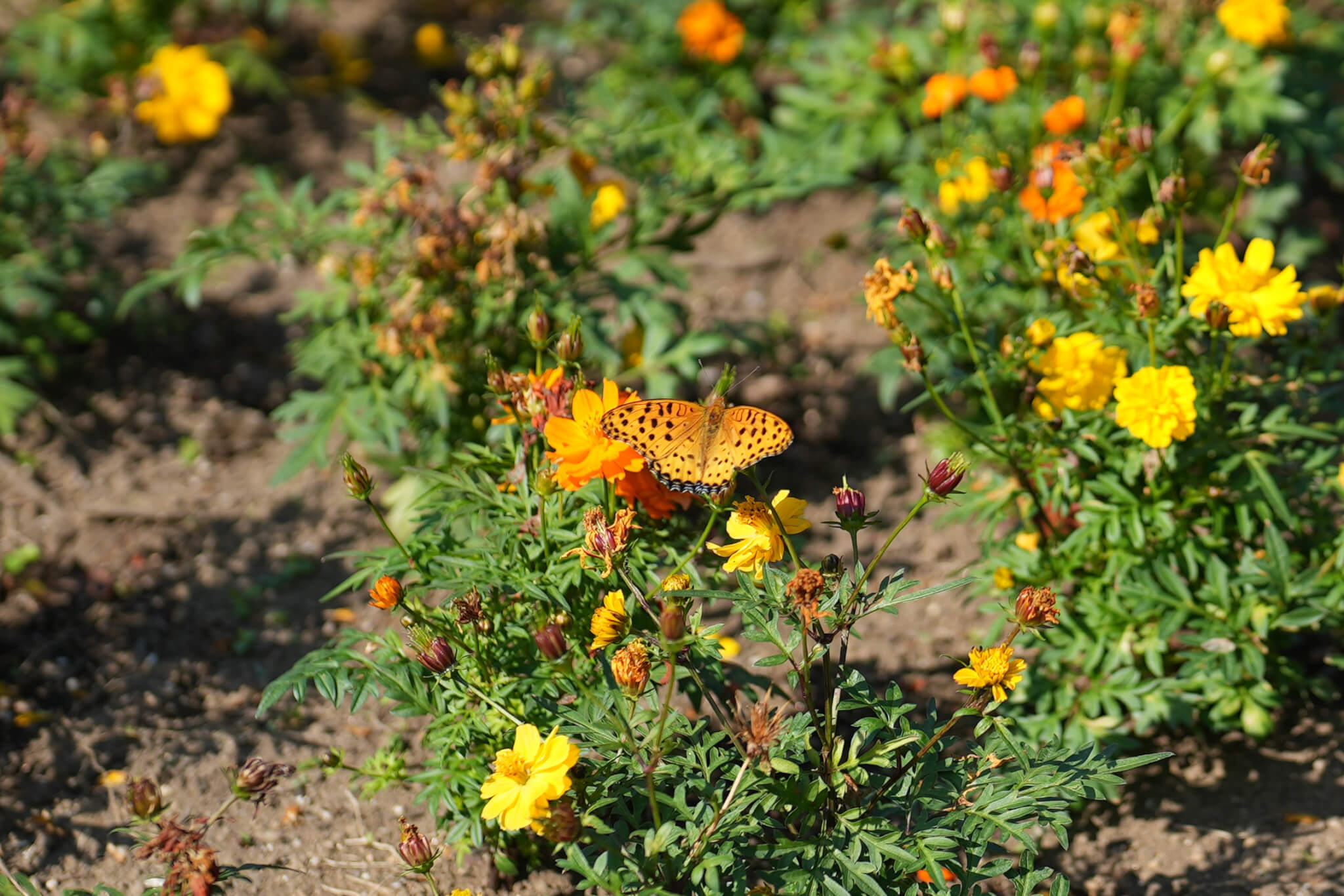 FE 50mm F1.2 GM