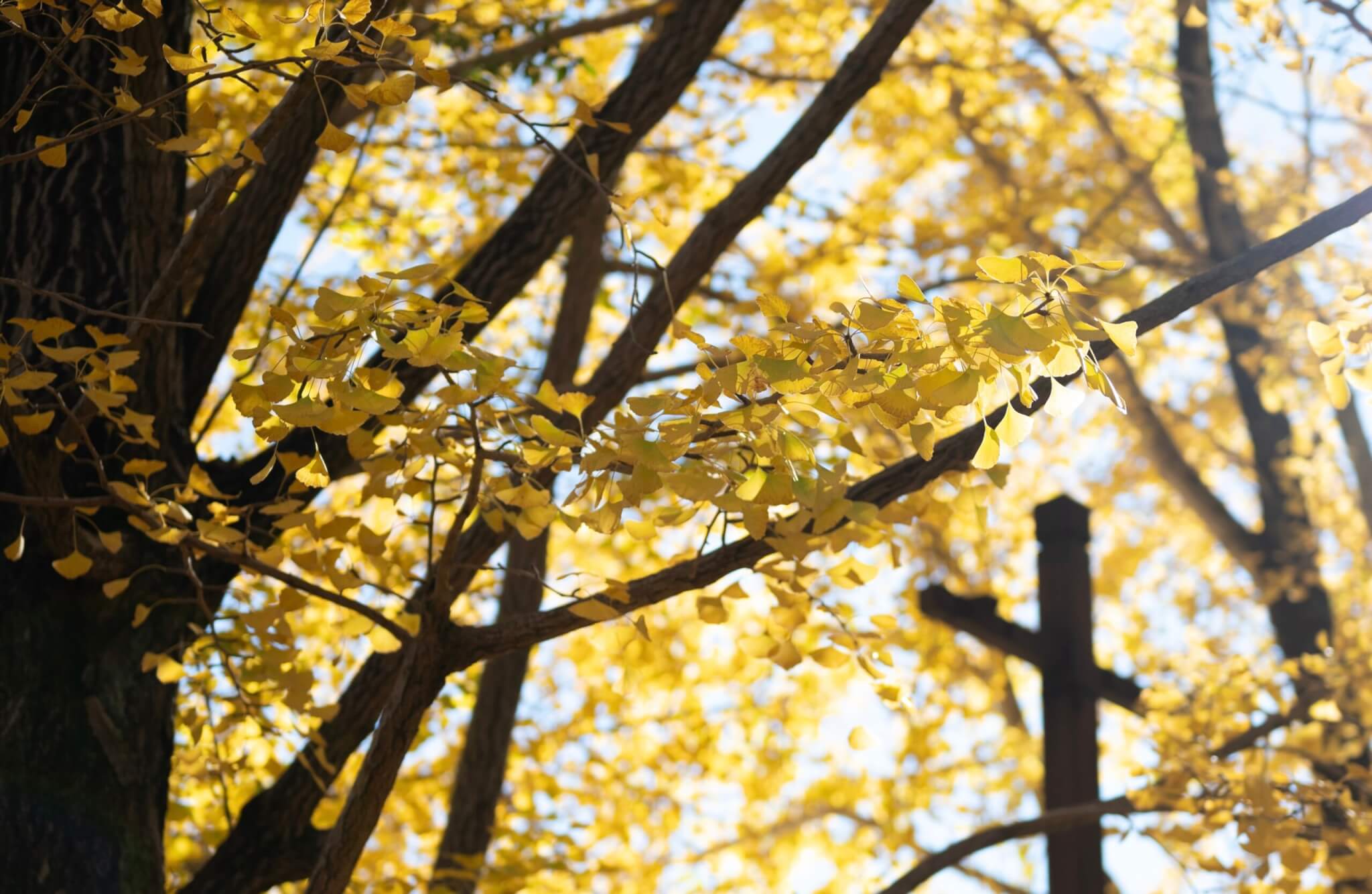 NIKKOR Z 50mm f/1.8 S