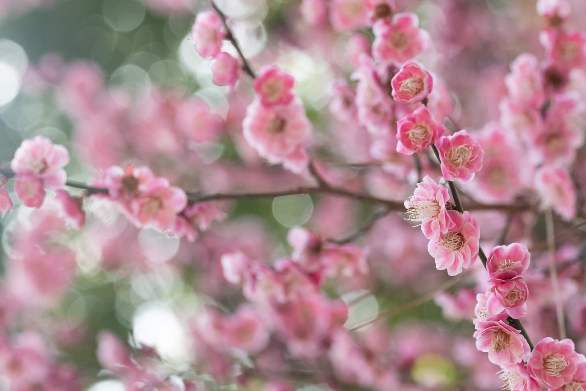 NIKKOR Z MC 105mm f/2.8 VR S
作例　拡大