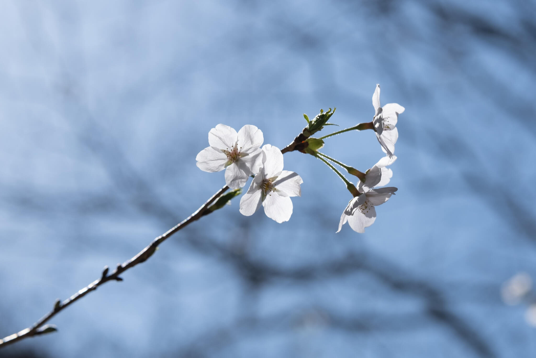 FUJIFILM XF56mmF1.2 R WR
逆光