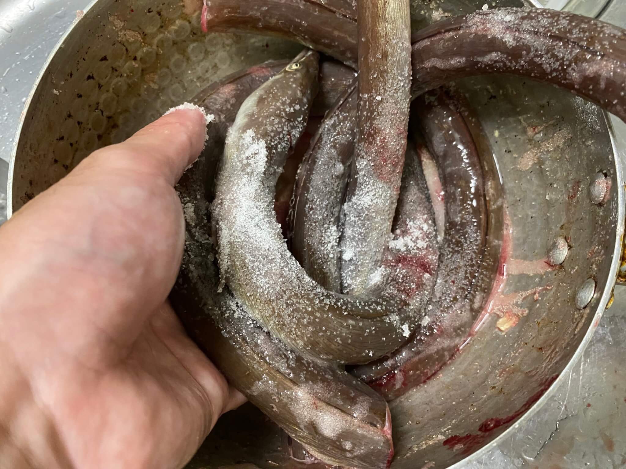 小骨が多い魚を美味しく食べたい！さかな芸人が釣った魚で圧力調理＆揚げ物を試してみた　ダイナンウミヘビを調理