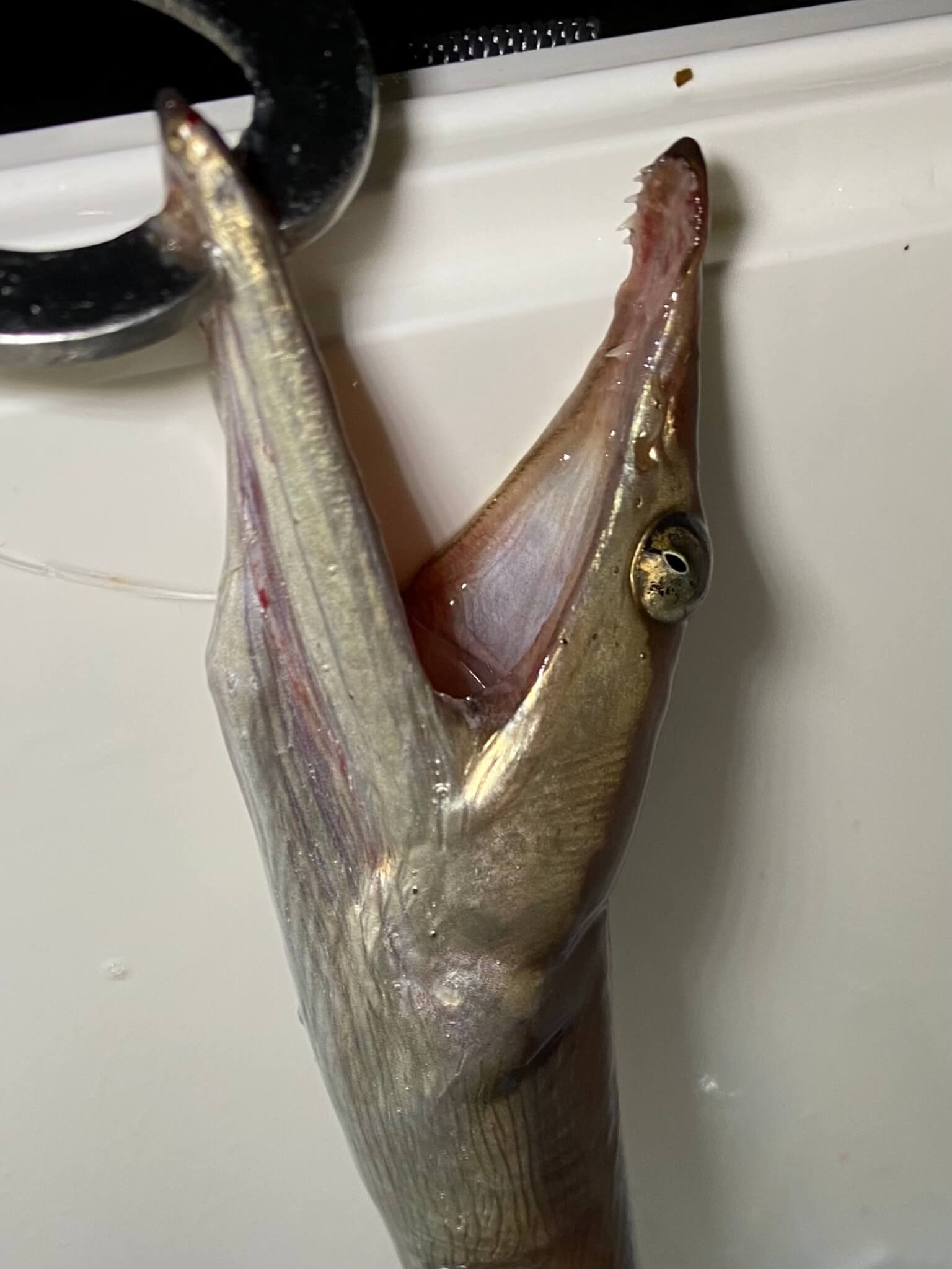 小骨が多い魚を美味しく食べたい！さかな芸人が釣った魚で圧力調理＆揚げ物を試してみた　ダイナンウミヘビをゲット