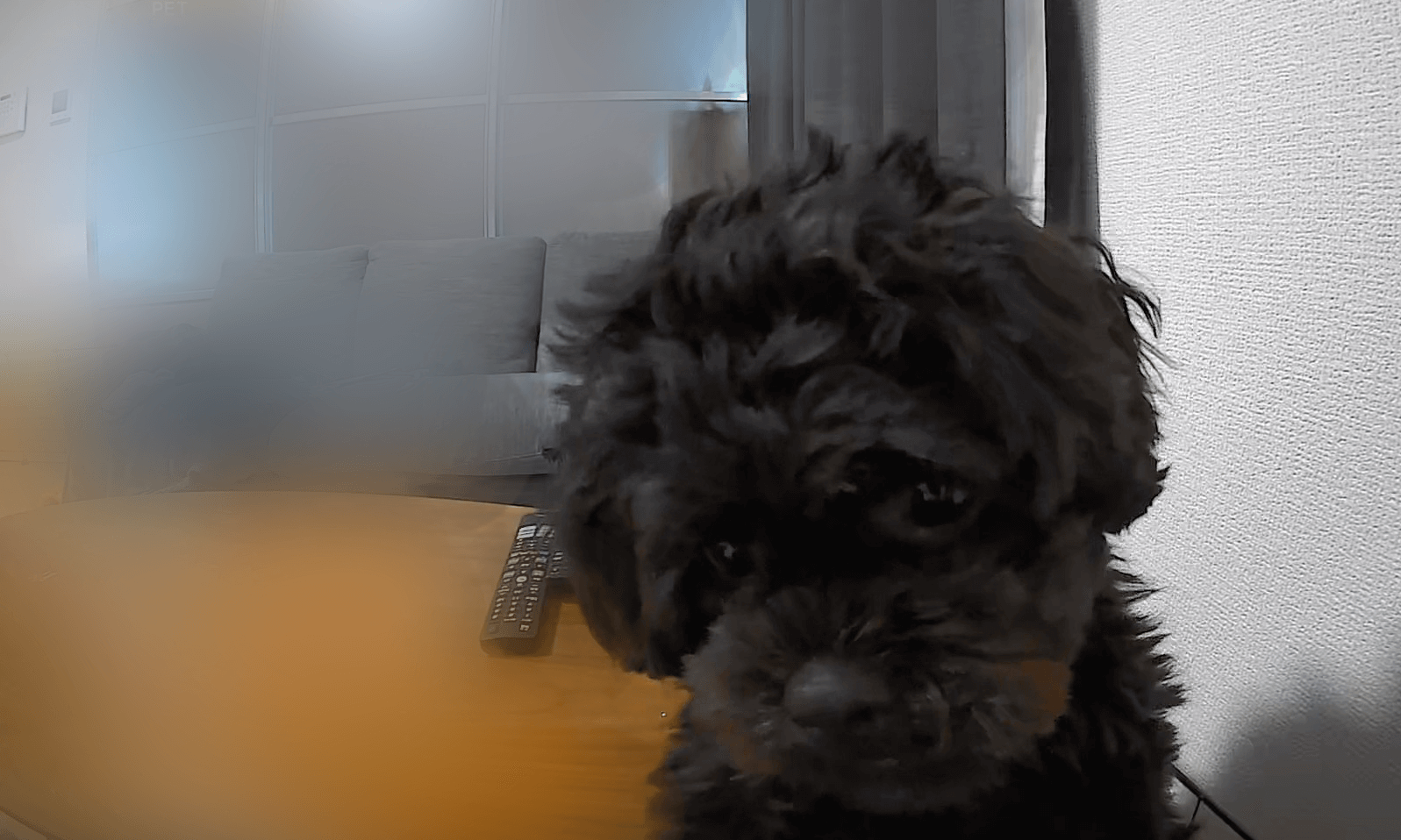 Ankerのペットカメラ「Eufy Dog Camera D605」 様子