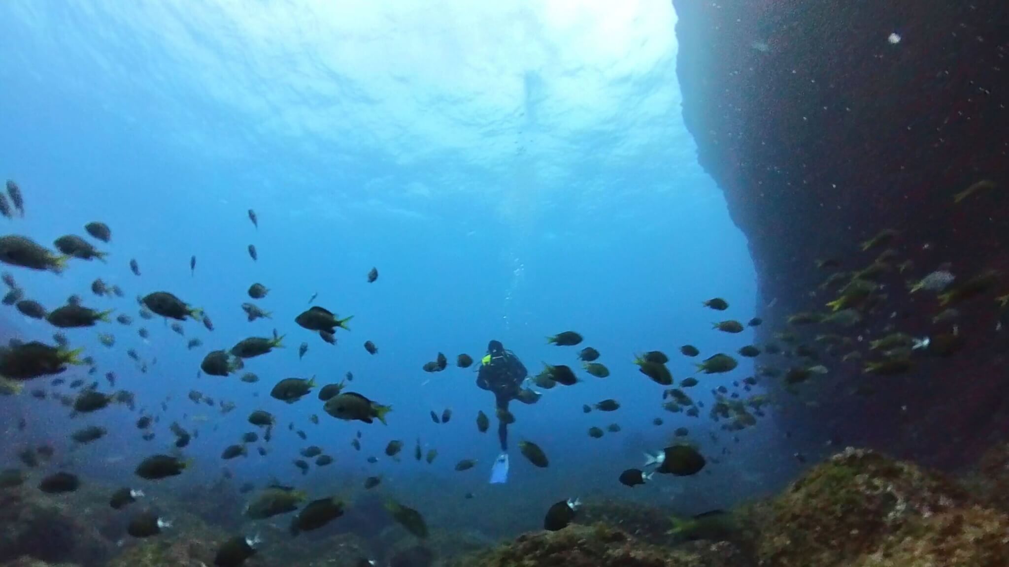 「Insta360 X3」で水中撮影してみた！ 編集で切り出した静止画の作例