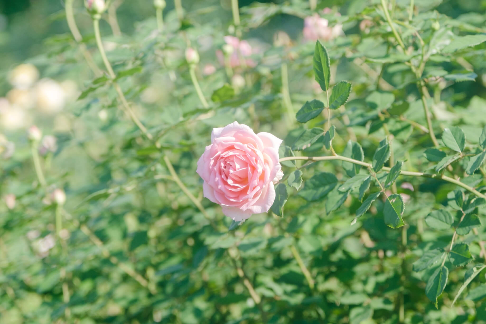 FUJIFILM X-T4の作例