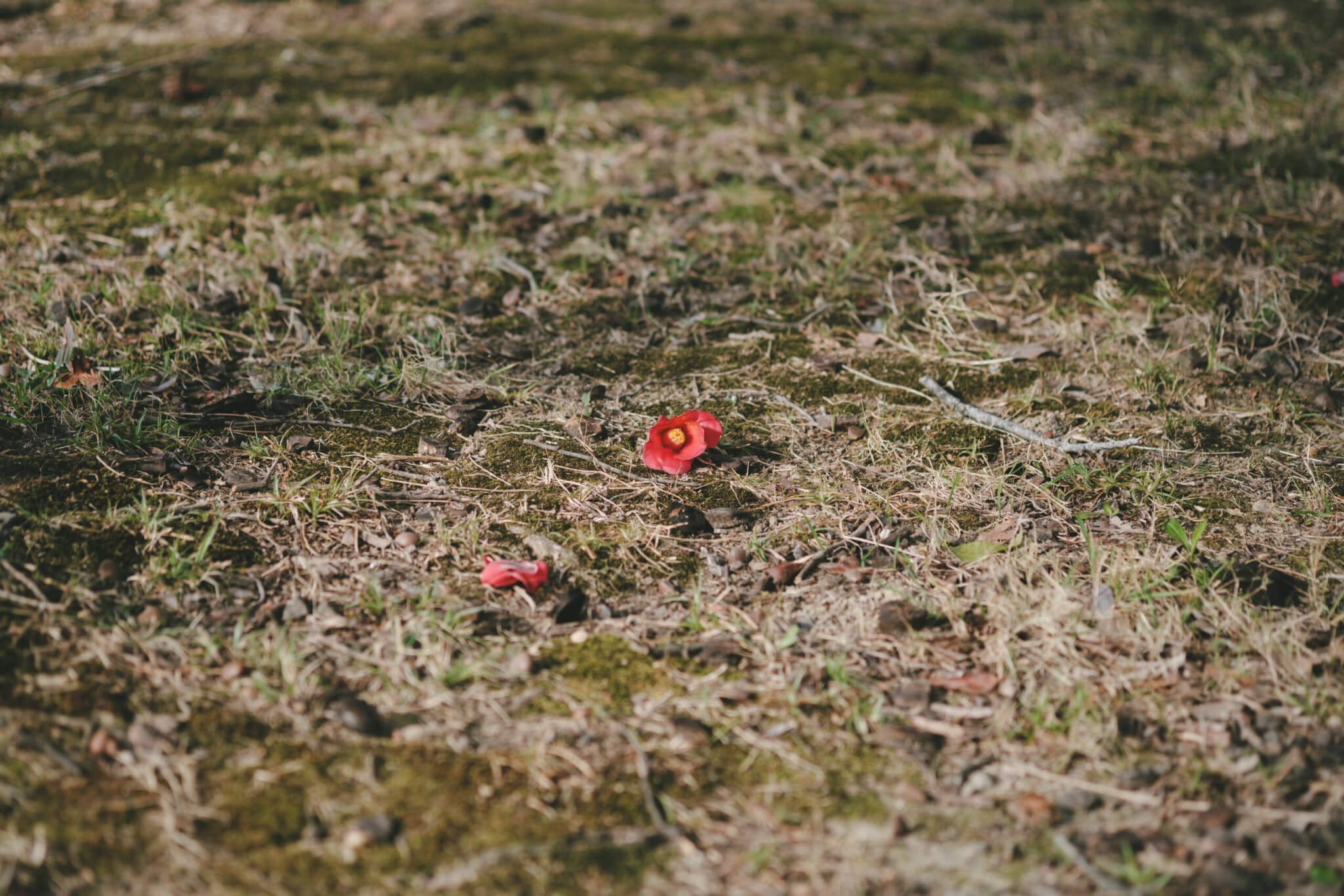 FUJIFILM X-T4の作例