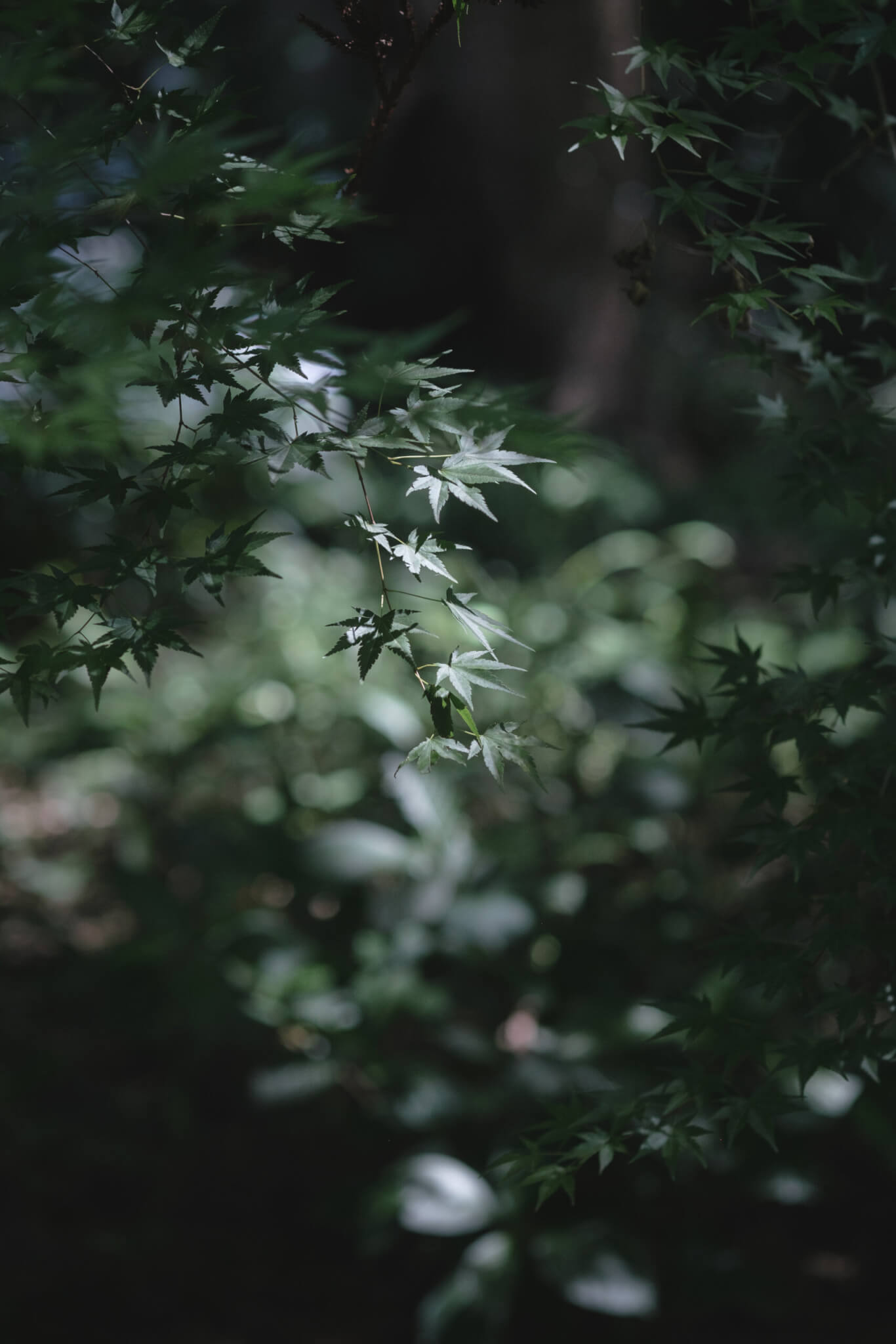FUJIFILM X-T4の作例