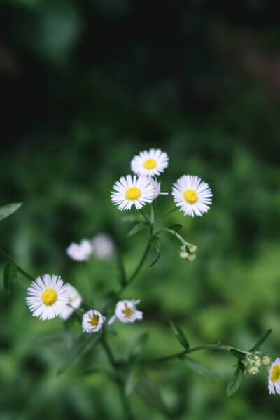 FUJIFILM X100Vの作例
