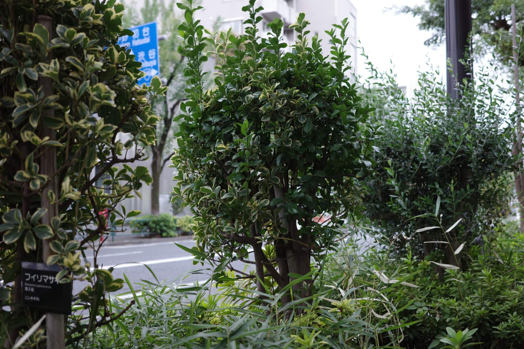 スナップ写真⑥