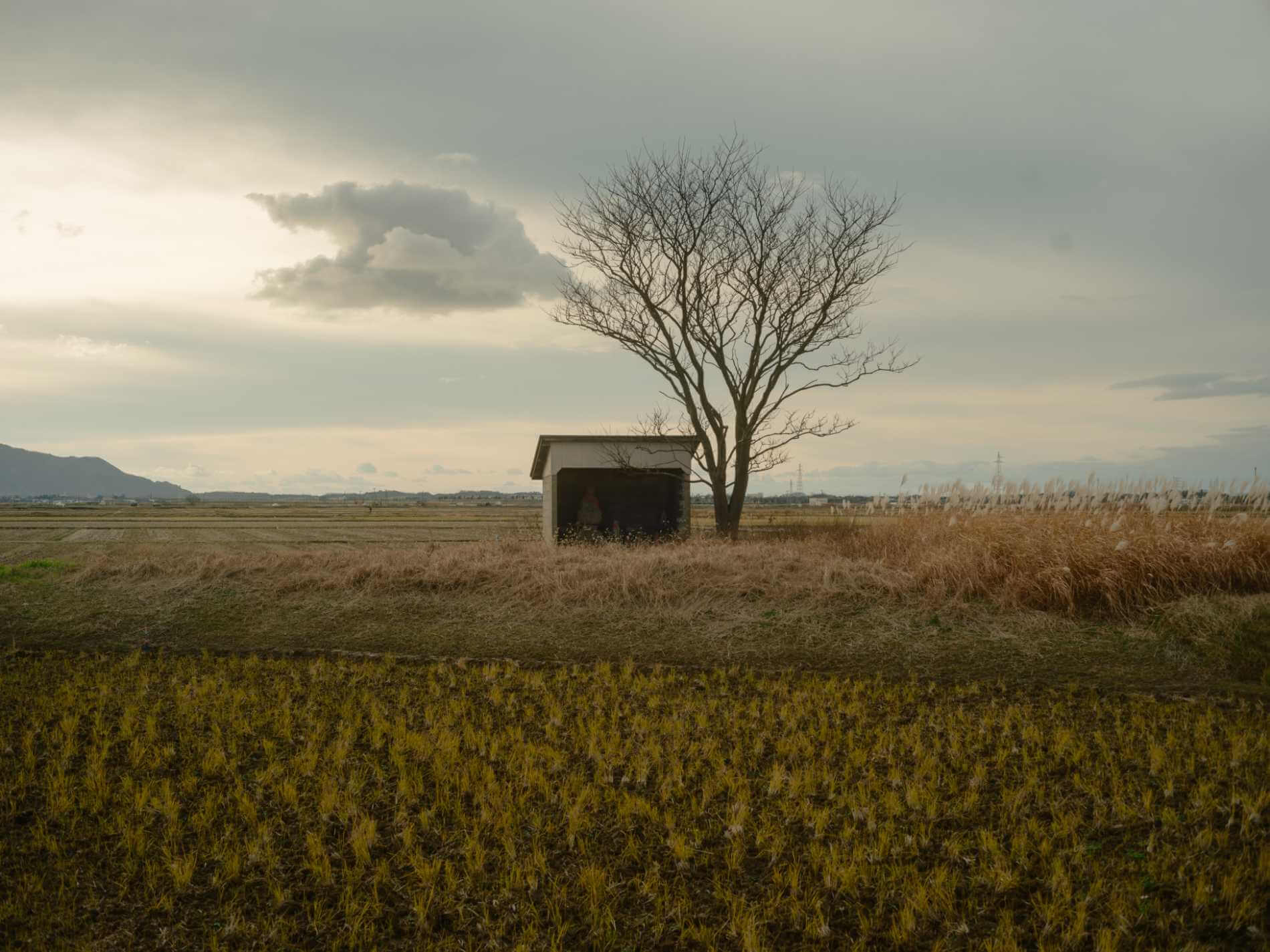 FUJIFILM GFX50S IIの作例