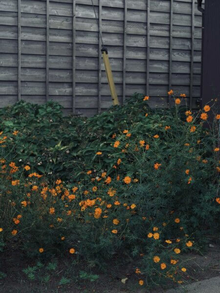 FUJIFILM GFX50S IIの作例