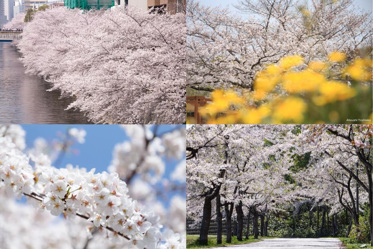 桜 撮影 おすすめ