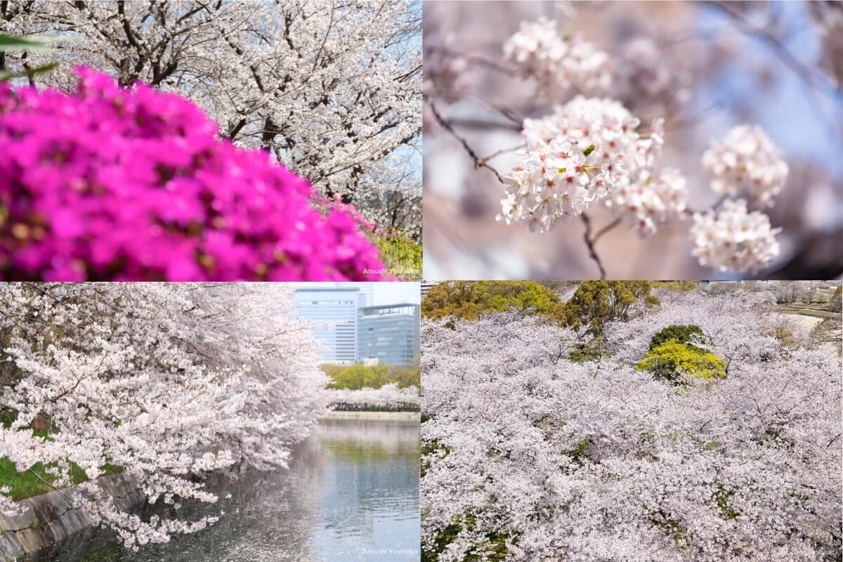 桜 撮影 おすすめ