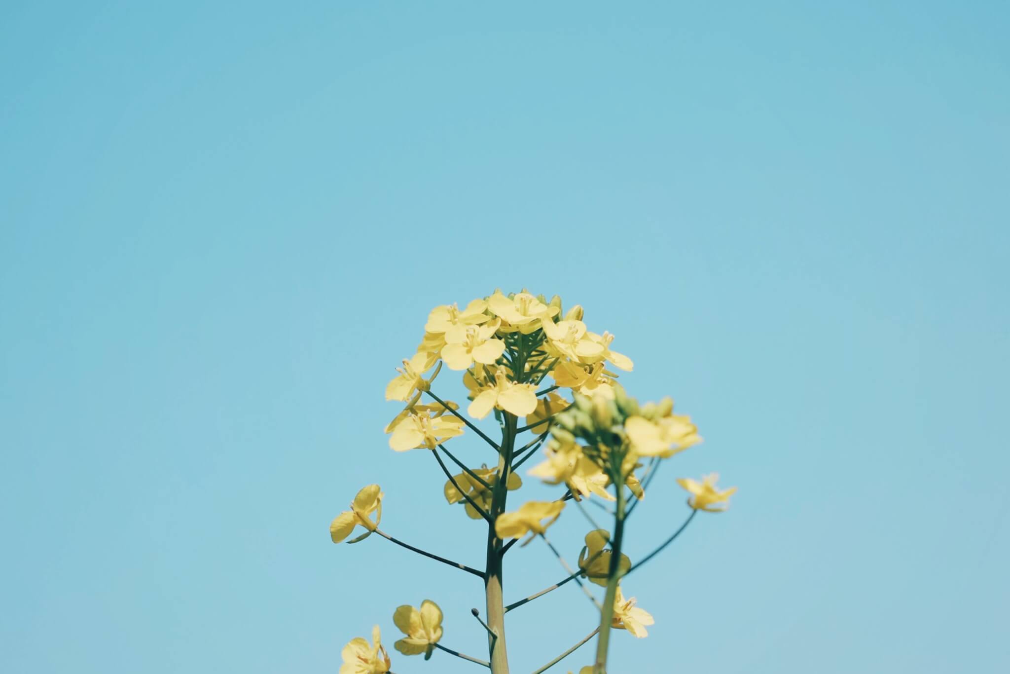 菜の花の被写体