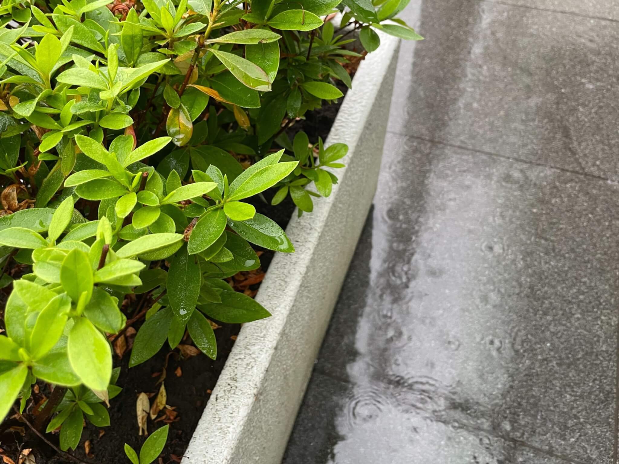 雨に濡れた草と道