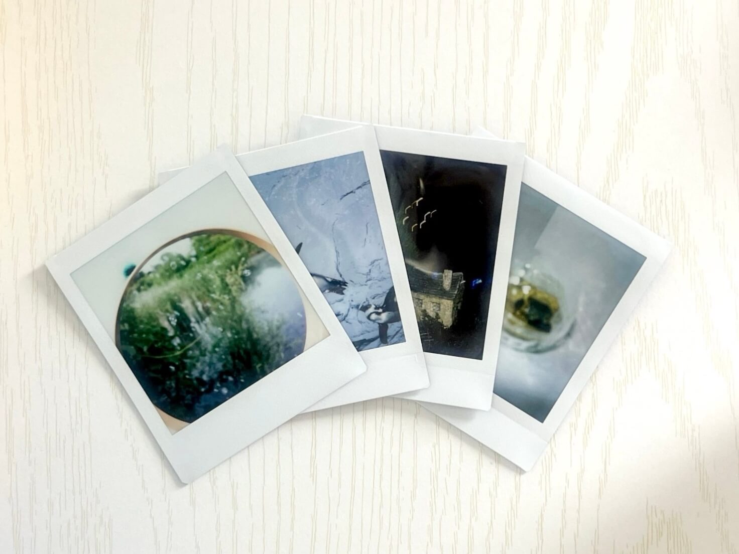 instax SQUARE SQ1　チェキ　撮影　写真