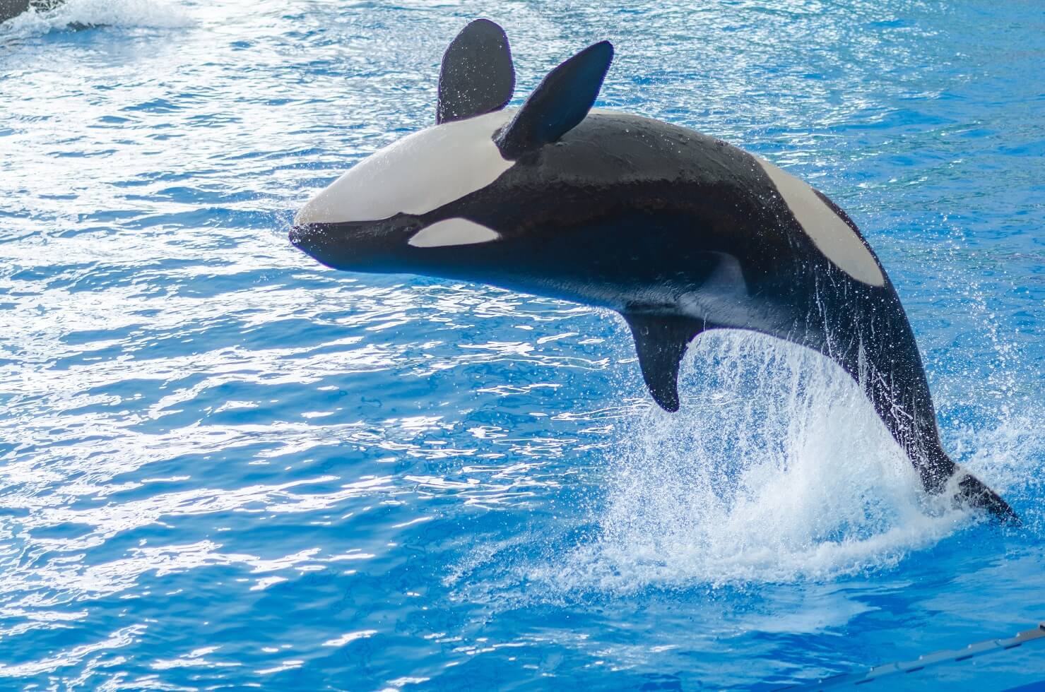 シャチ 水族館