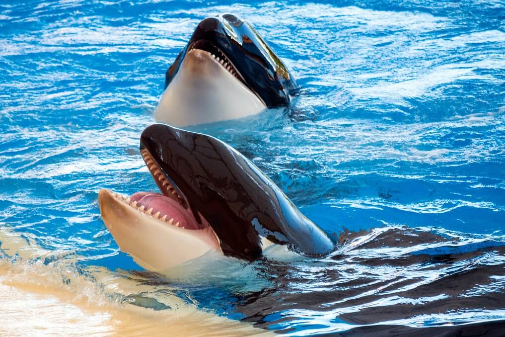 水族館 シャチ