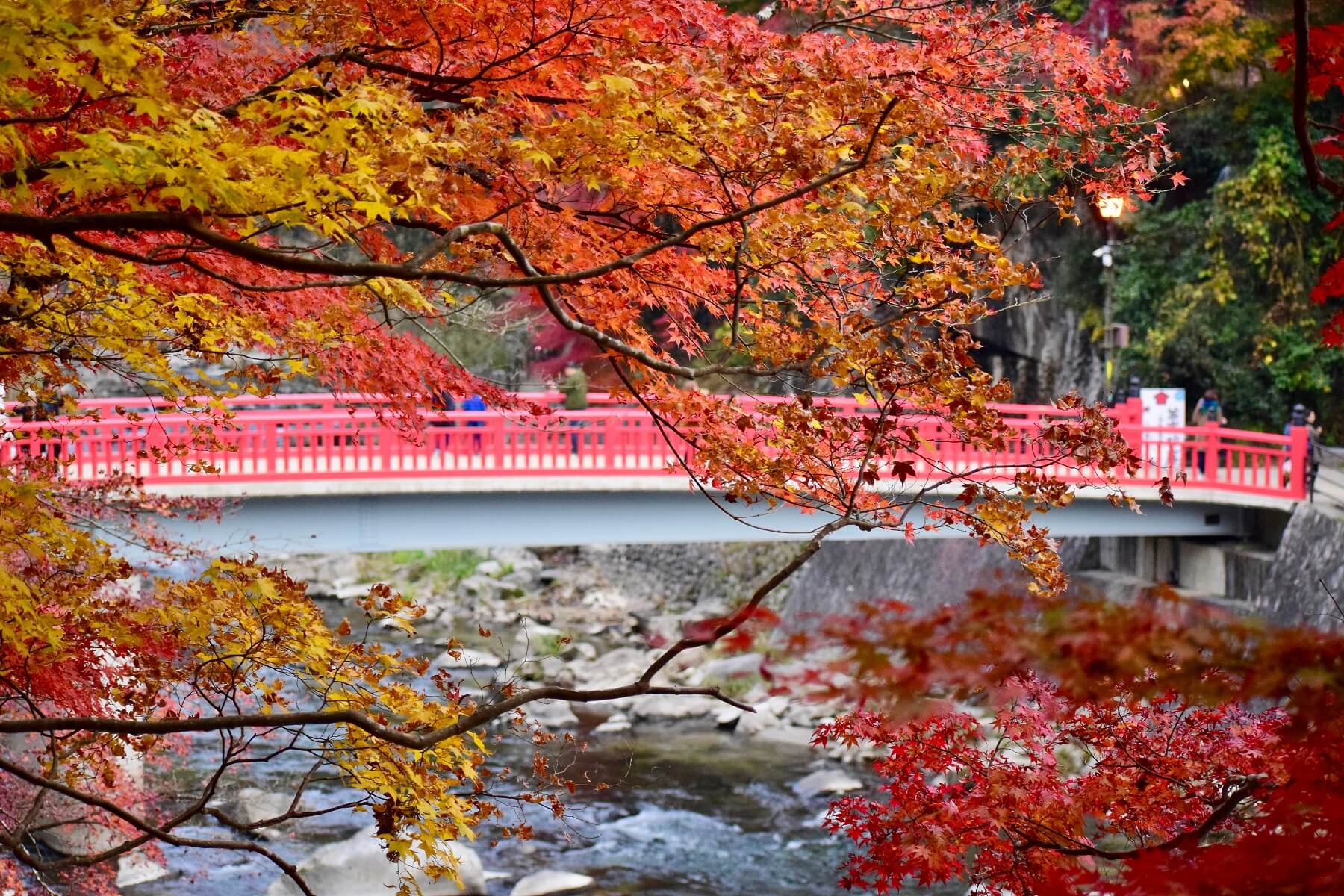 紅葉
