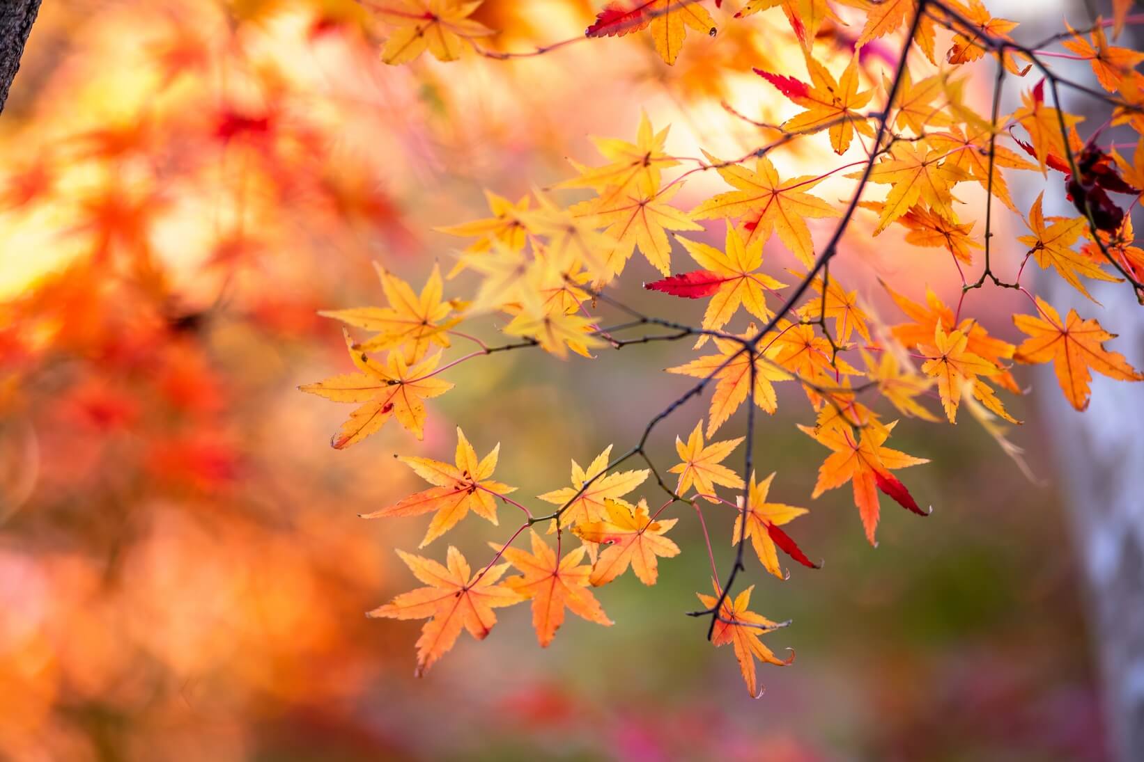 京都 紅葉