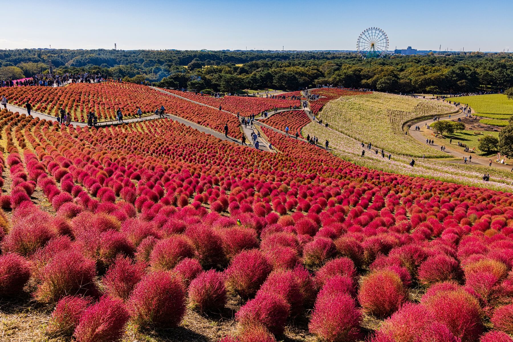 関東 紅葉