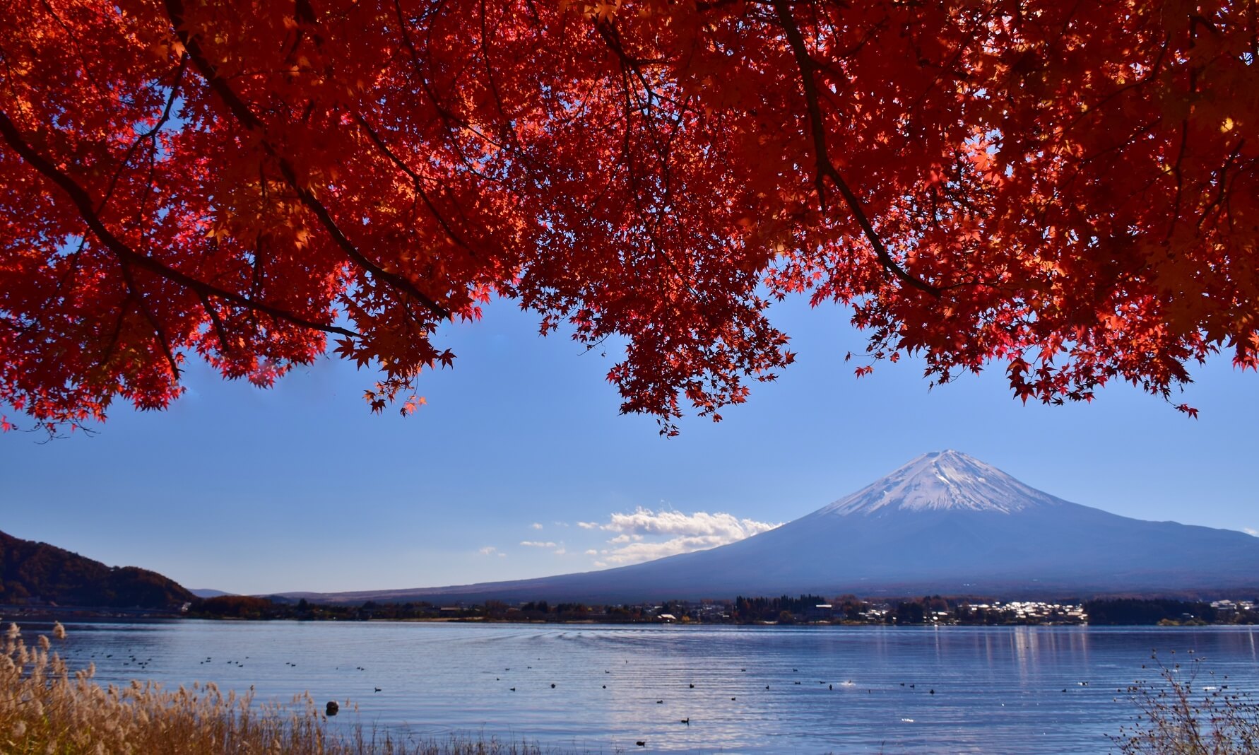 関東 紅葉