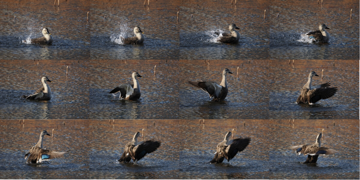 野鳥 高速連写 撮影